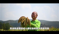 山西高粱