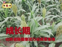 东湖高粱2