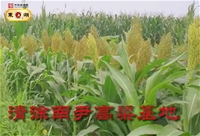 东湖高粱1