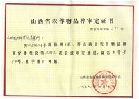 晋麦59号