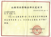 81F4-245小麦