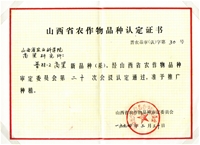 晋88-2高粱