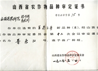晋杂10号