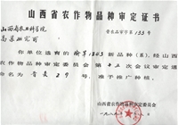 榆旱1843小麦