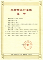 泸糯9号（集体）