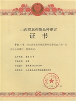 晋杂31号集体
