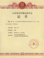 高粱晋杂33号集体