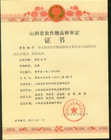 晋杂36号