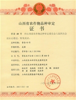 晋杂40号