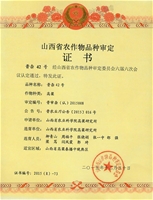 晋杂42号