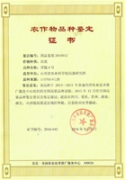 晋糯4号