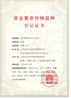 红糯16号